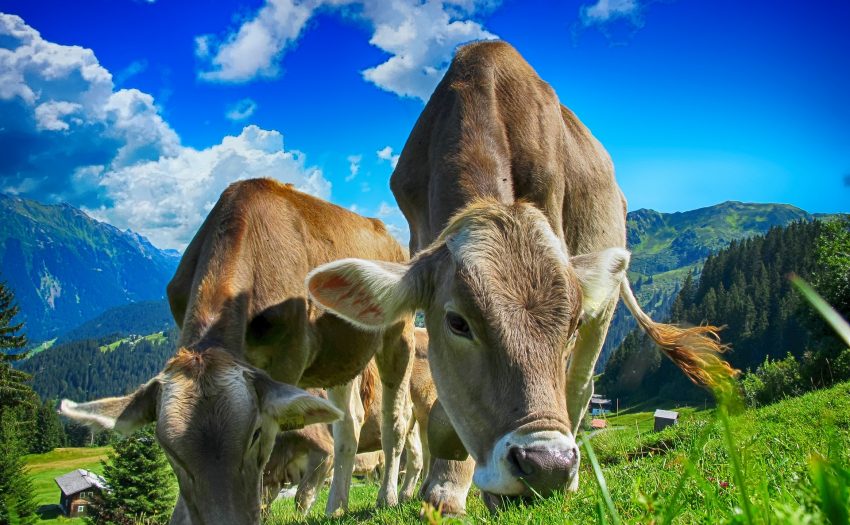 牛肉行业正在使亚马逊扁平化，即使公司告诉你事实并非如此。